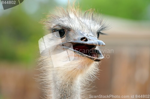 Image of A curious ostrich