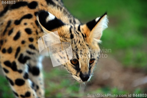 Image of A very cute serval cat