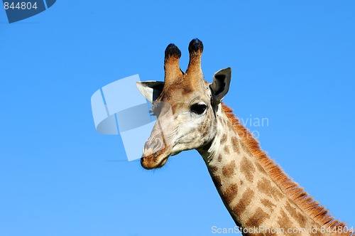 Image of Giraffe against a blue sky