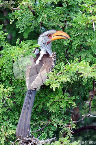 Image of Southern Yellow-billed Hornbill