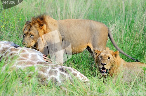 Image of Two young male lions feeding