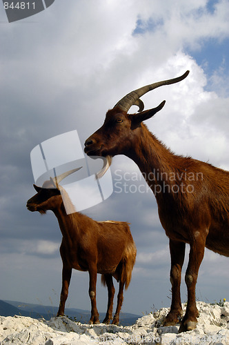 Image of Two photogenic goats