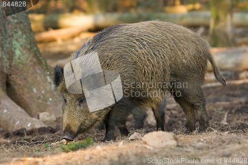 Image of Wild boar