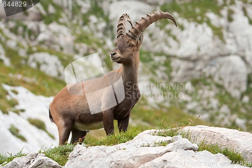 Image of Alpine Ibex