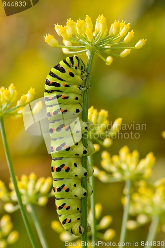 Image of Old World Swallowtail caterpillar