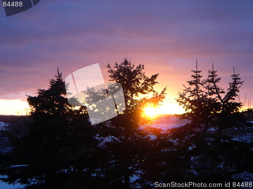 Image of Pines on a background of a sunset