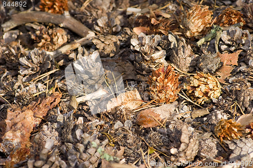 Image of Pine cones