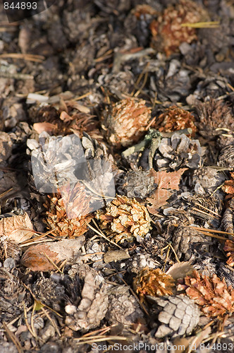 Image of Pine cone