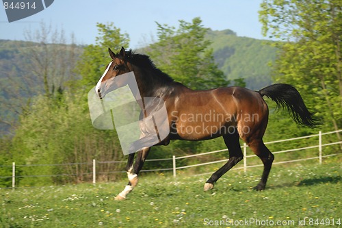 Image of Horse on pasture