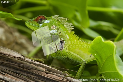 Image of Male green garden lizard (Calotes calotes)