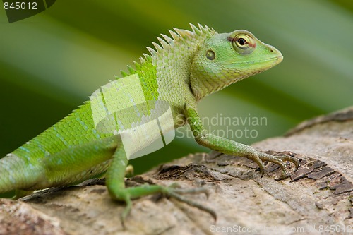 Image of Female green garden lizard (Calotes calotes)
