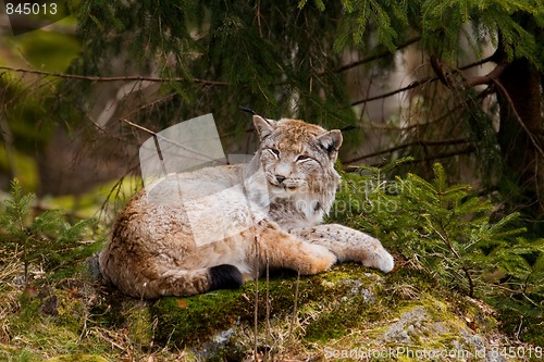 Image of European Lynx