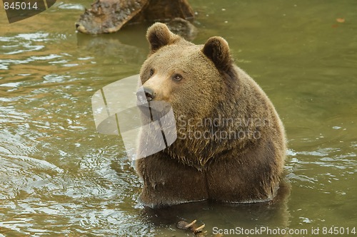 Image of Brown bear