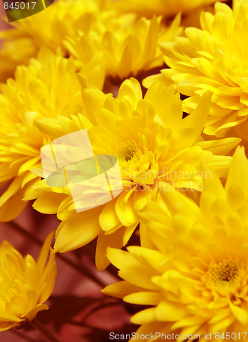 Image of Chrysanthemum