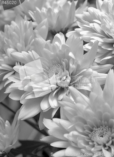 Image of Chrysanthemum