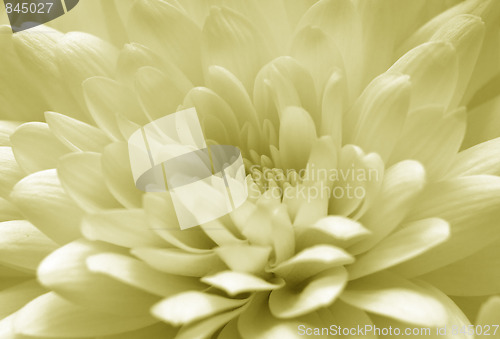 Image of Chrysanthemum