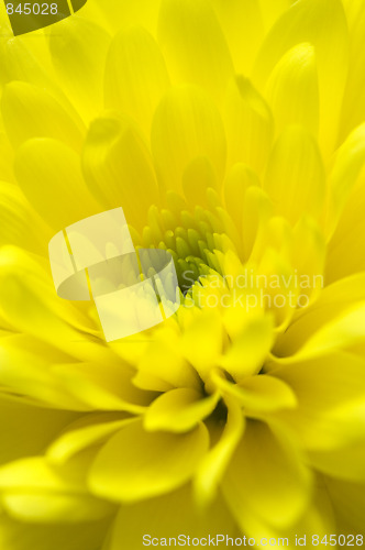 Image of Chrysanthemum