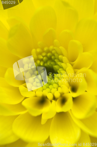 Image of Chrysanthemum