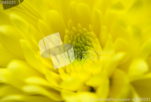 Image of Chrysanthemum