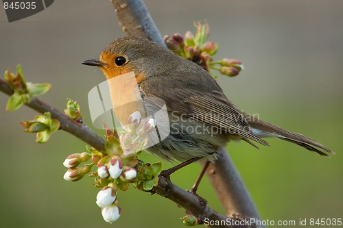 Image of European Robin