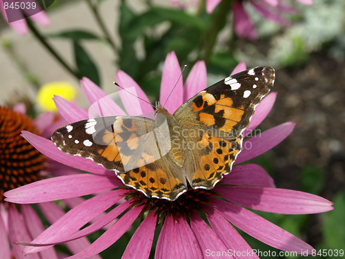 Image of A flower garden.
