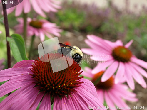 Image of A flower garden.