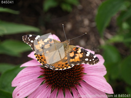 Image of A flower garden.