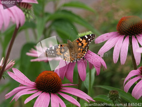 Image of A flower garden.