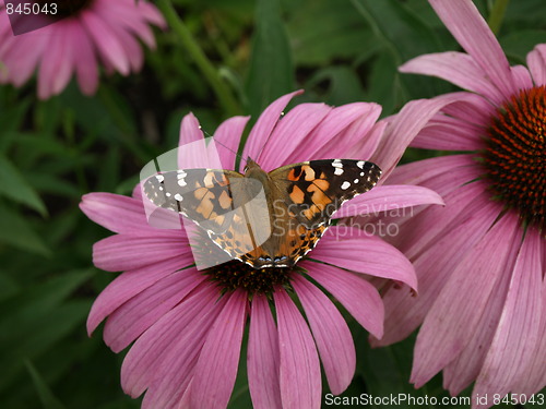 Image of A flower garden.