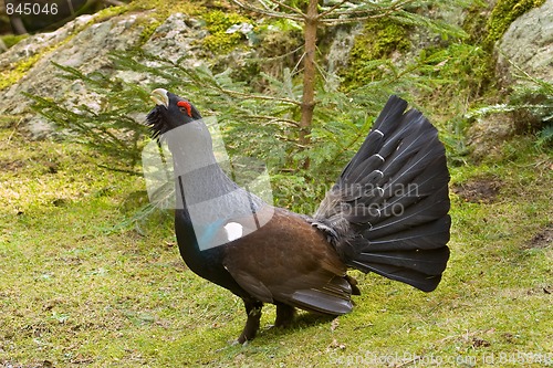 Image of Wood Grouse - Tetrao urogallus