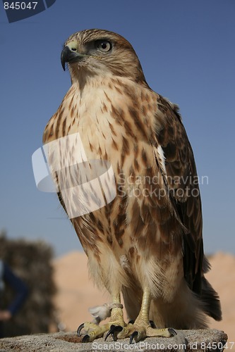 Image of Falcon portrait