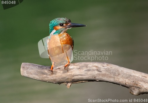 Image of Common Kingfisher