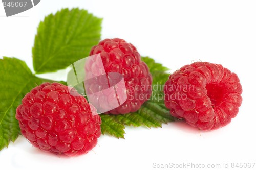 Image of Raspberry fruits