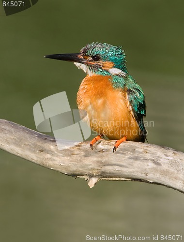 Image of Common Kingfisher