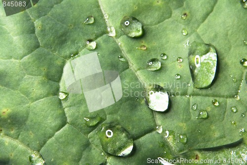 Image of green leaf and water drops