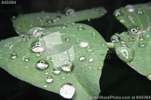Image of green leaf and water drops