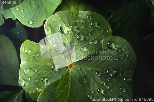 Image of green leaf and water drops