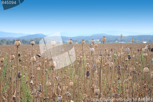 Image of poppy field 