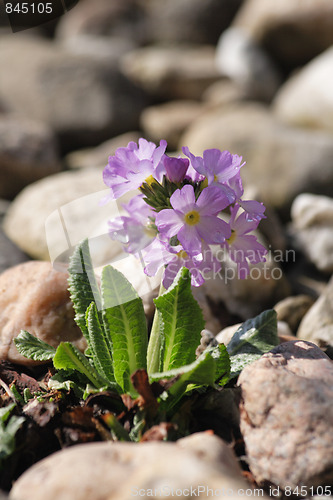 Image of spring flower