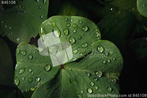 Image of green leaf and water drops