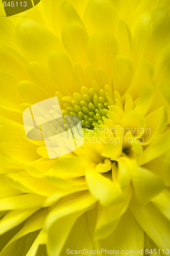 Image of Chrysanthemum