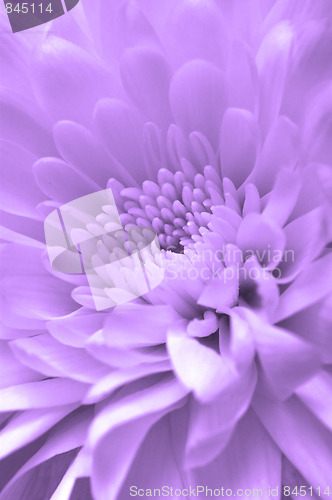 Image of Chrysanthemum