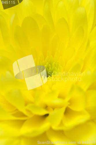 Image of Chrysanthemum