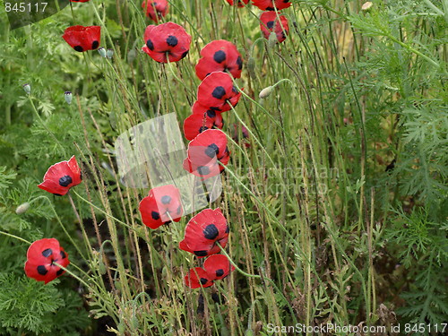 Image of Flowers.