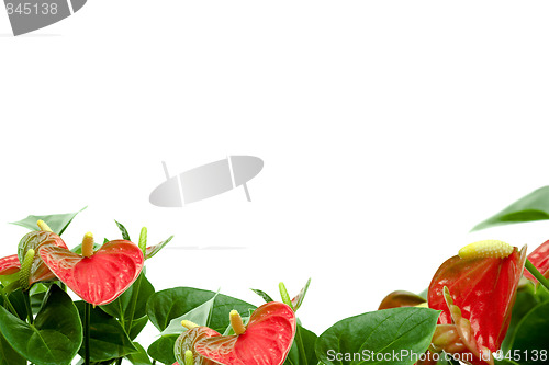 Image of Cala lily