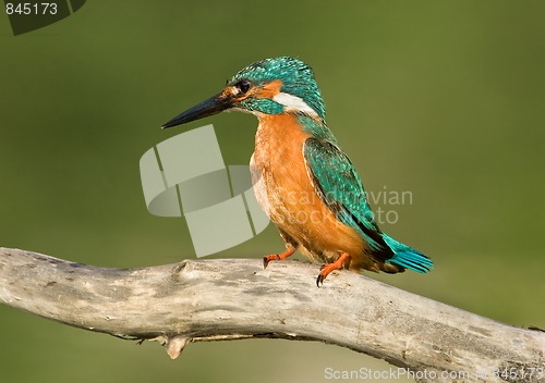 Image of Common Kingfisher