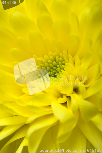 Image of Chrysanthemum