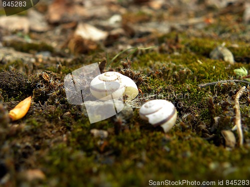 Image of Snails house