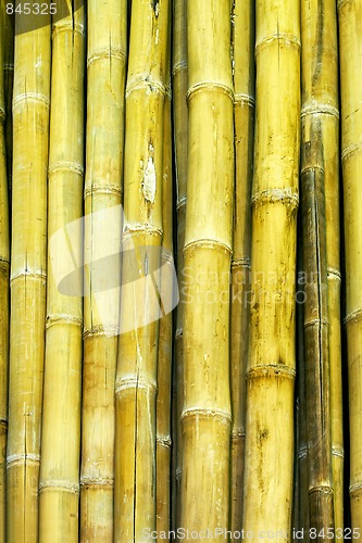 Image of Bamboo