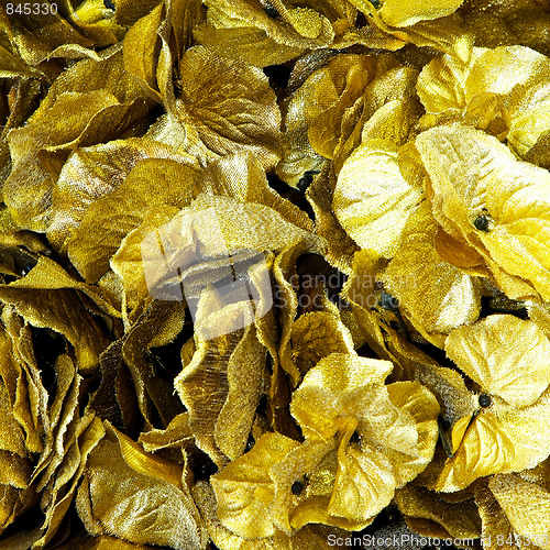 Image of Golden leaves